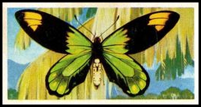 17 Papilio (Ornithoptera) victoriae